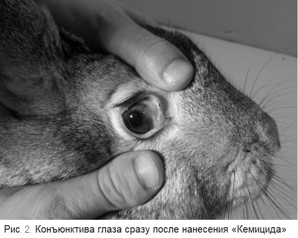 оценка местно-раздражающего действия ДС на глаза кроликов