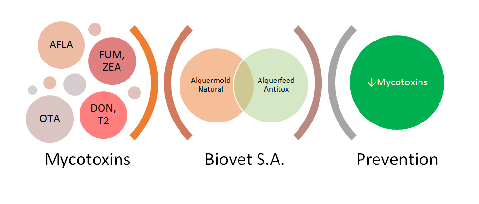 Две добавки от Biovet S.A. для комбинированного действия против микотоксикоза 